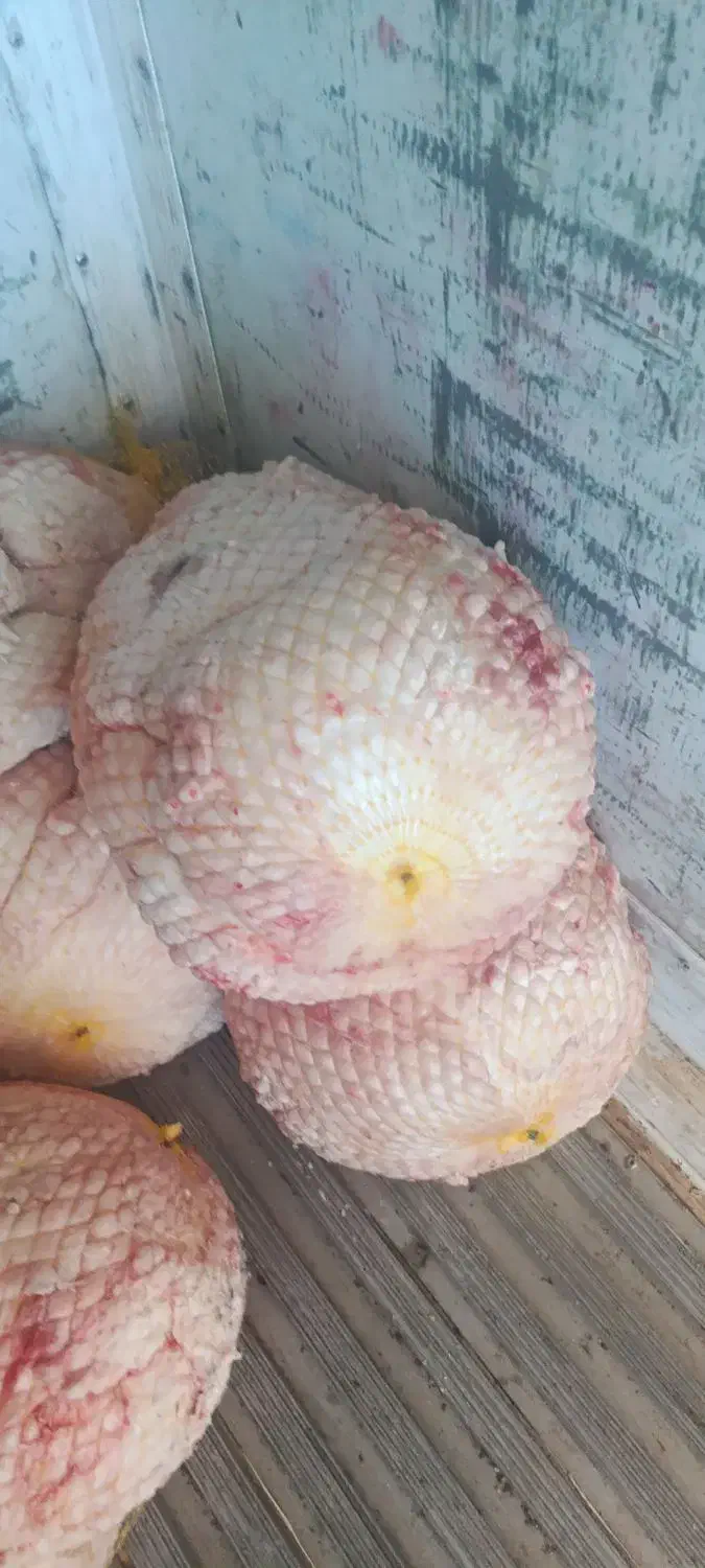 دنبه سفیدوتمیزمال میشه|خوردنی و آشامیدنی|تهران, سلسبیل شمالی|دیوار