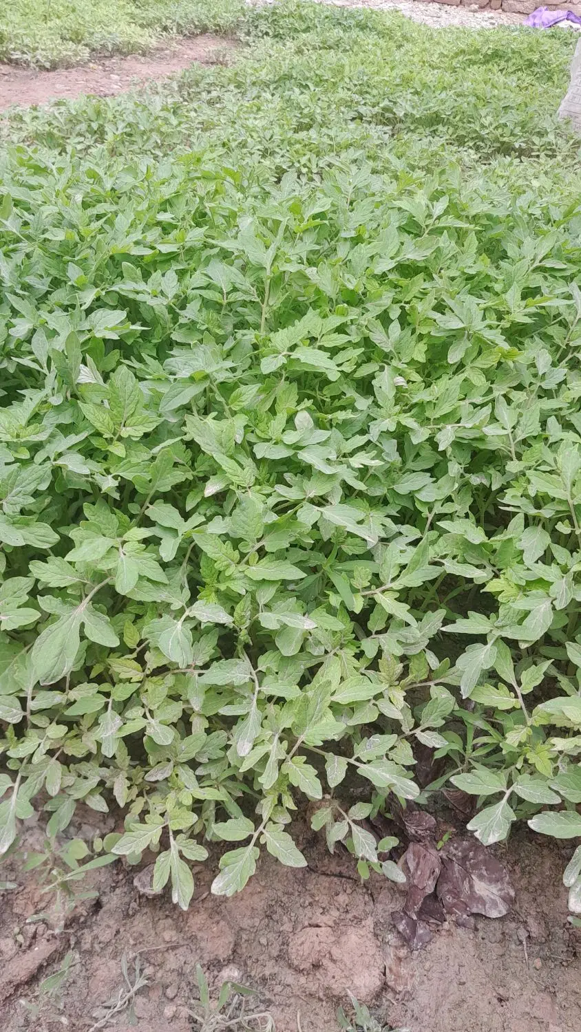نهال گوجه|خدمات باغبانی و درختکاری|شیروان (خراسان), |دیوار