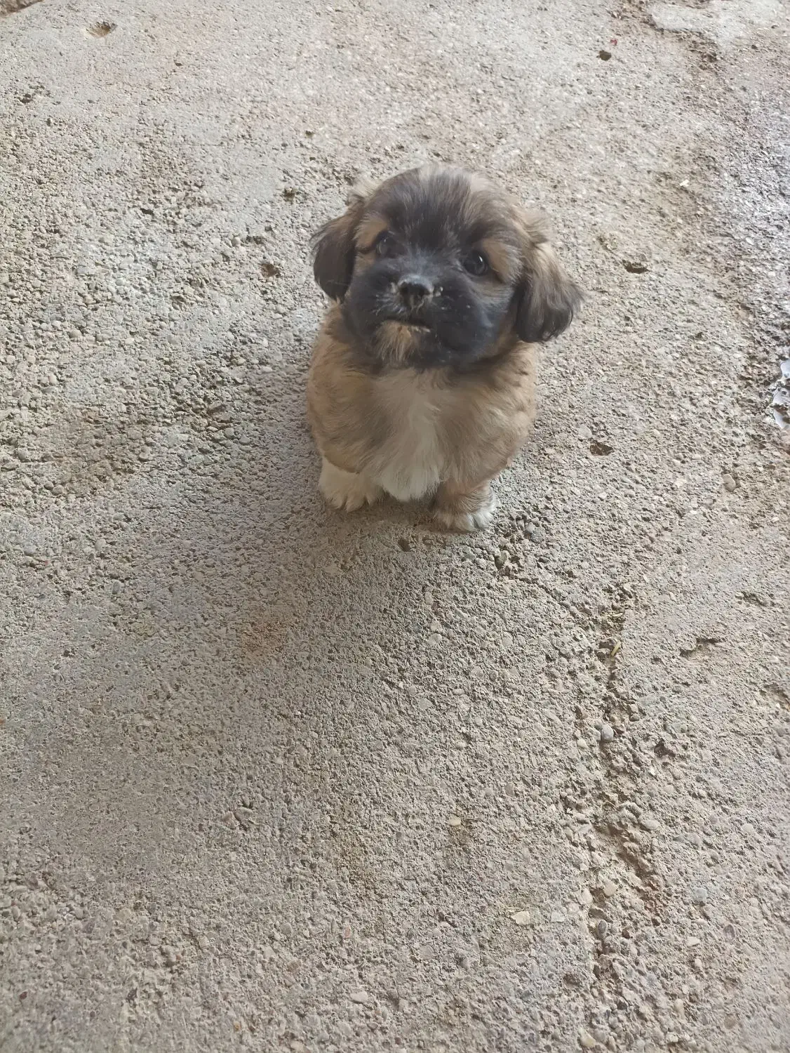 سگ شیتزو|سگ|شوشتر, |دیوار