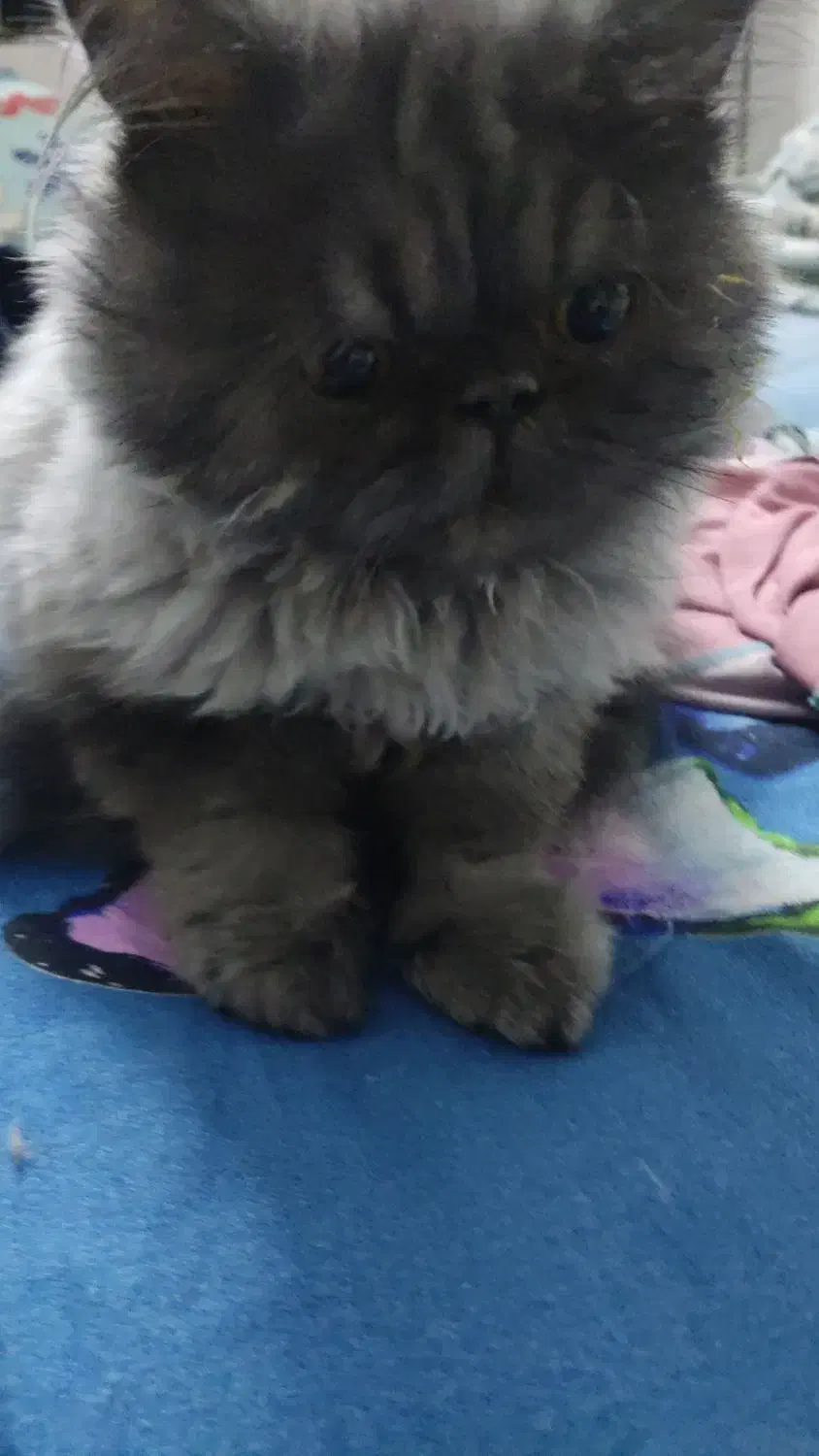 گربه ۷ماهه|گربه|اراک, |دیوار