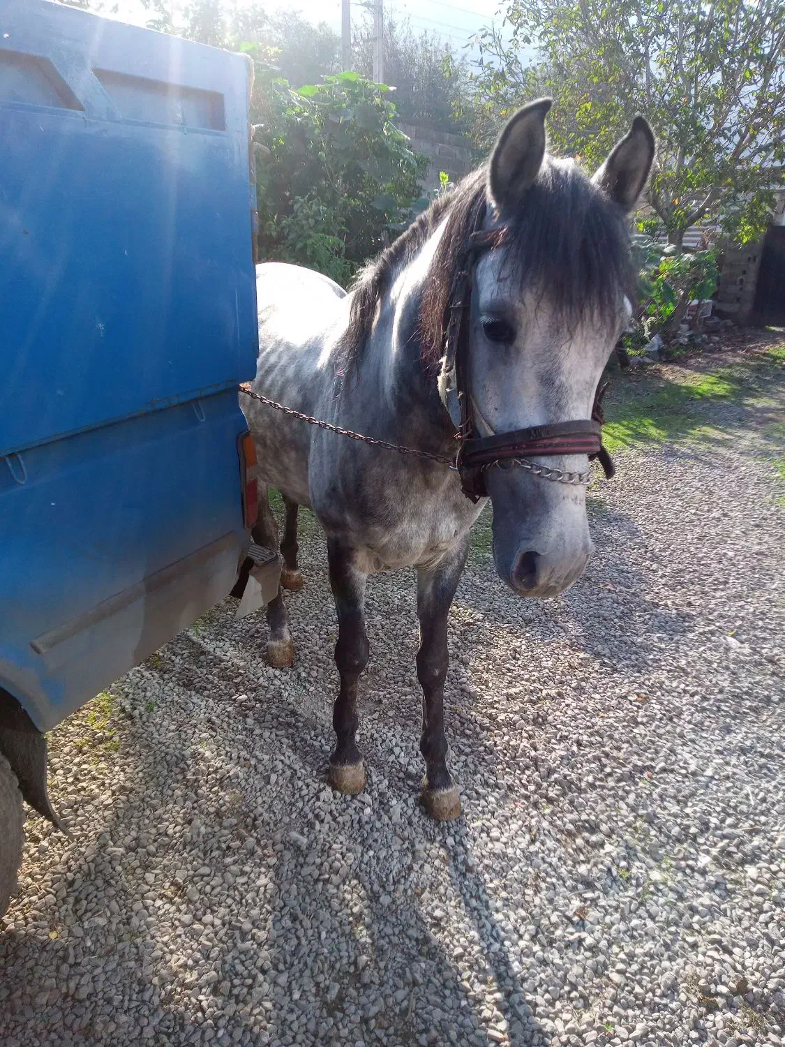 فروش نریان ۵ساله|اسب و تجهیزات اسب‌سواری|نوشهر, |دیوار