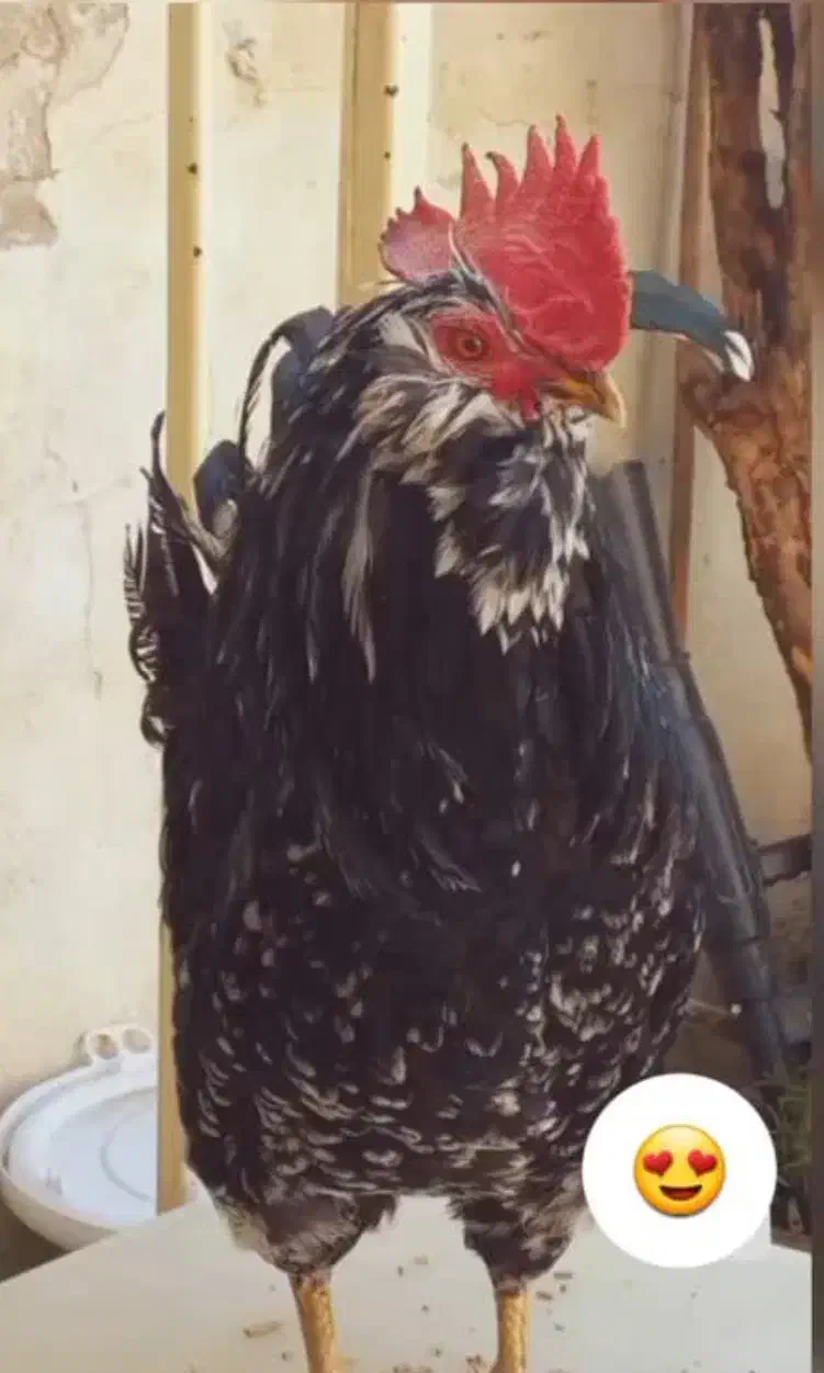 فروش خروس ریشو و نیمچه مرغ پاپر و مرغ محلی|حیوانات مزرعه|شیراز, تندگویان|دیوار