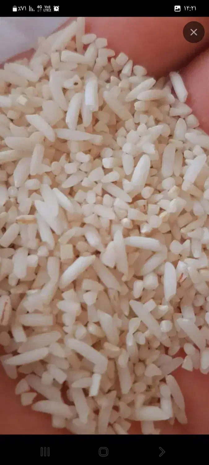 برنج نیم دانه هاشمی|خوردنی و آشامیدنی|رودبنه, |دیوار