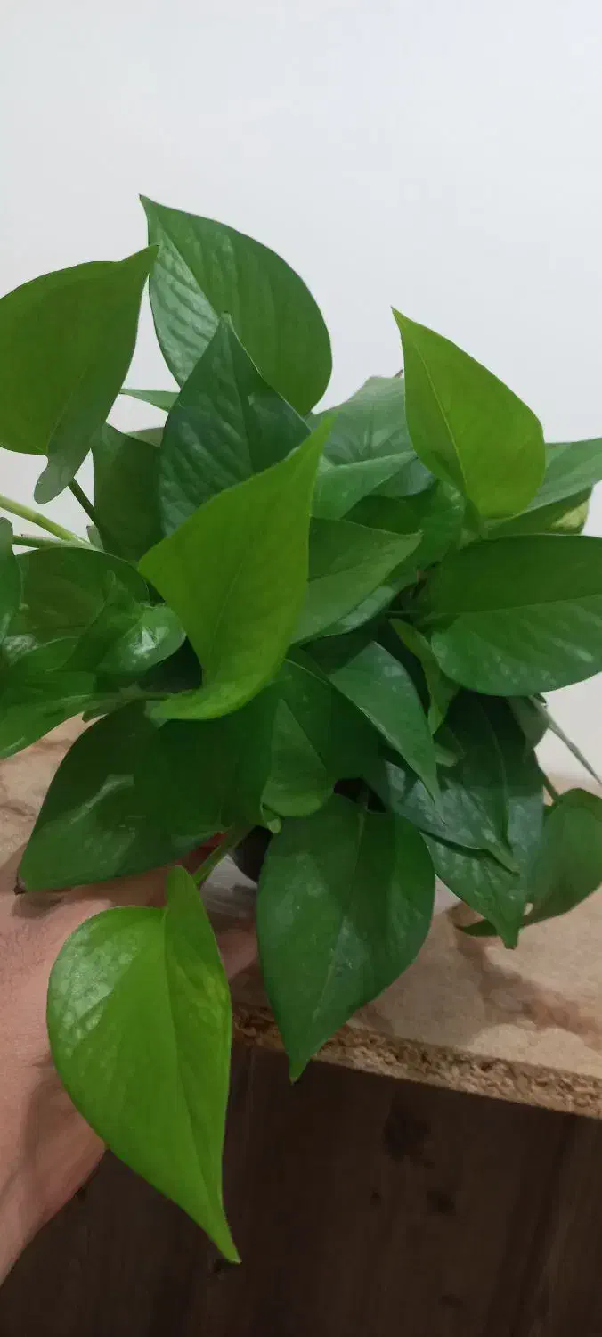 گلدان پتوس|گل و گیاه طبیعی|کرمان, |دیوار