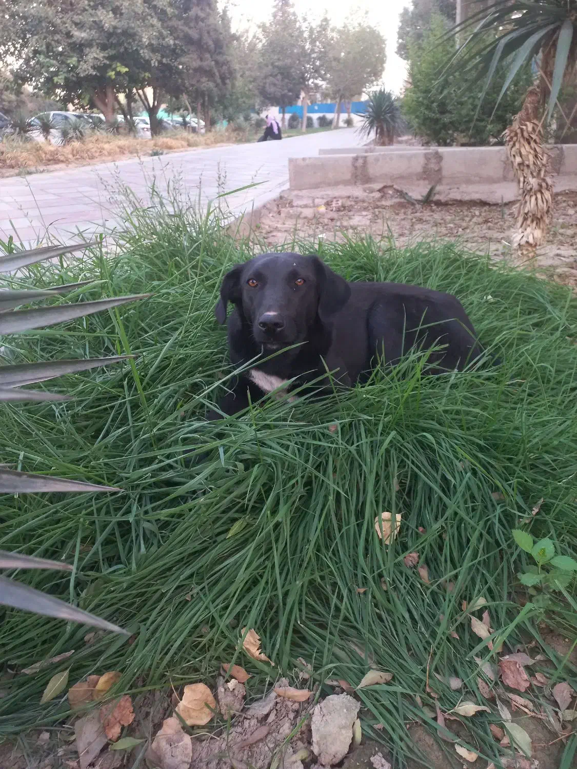 سگ گمشده|حیوانات|ری, دیلمان|دیوار