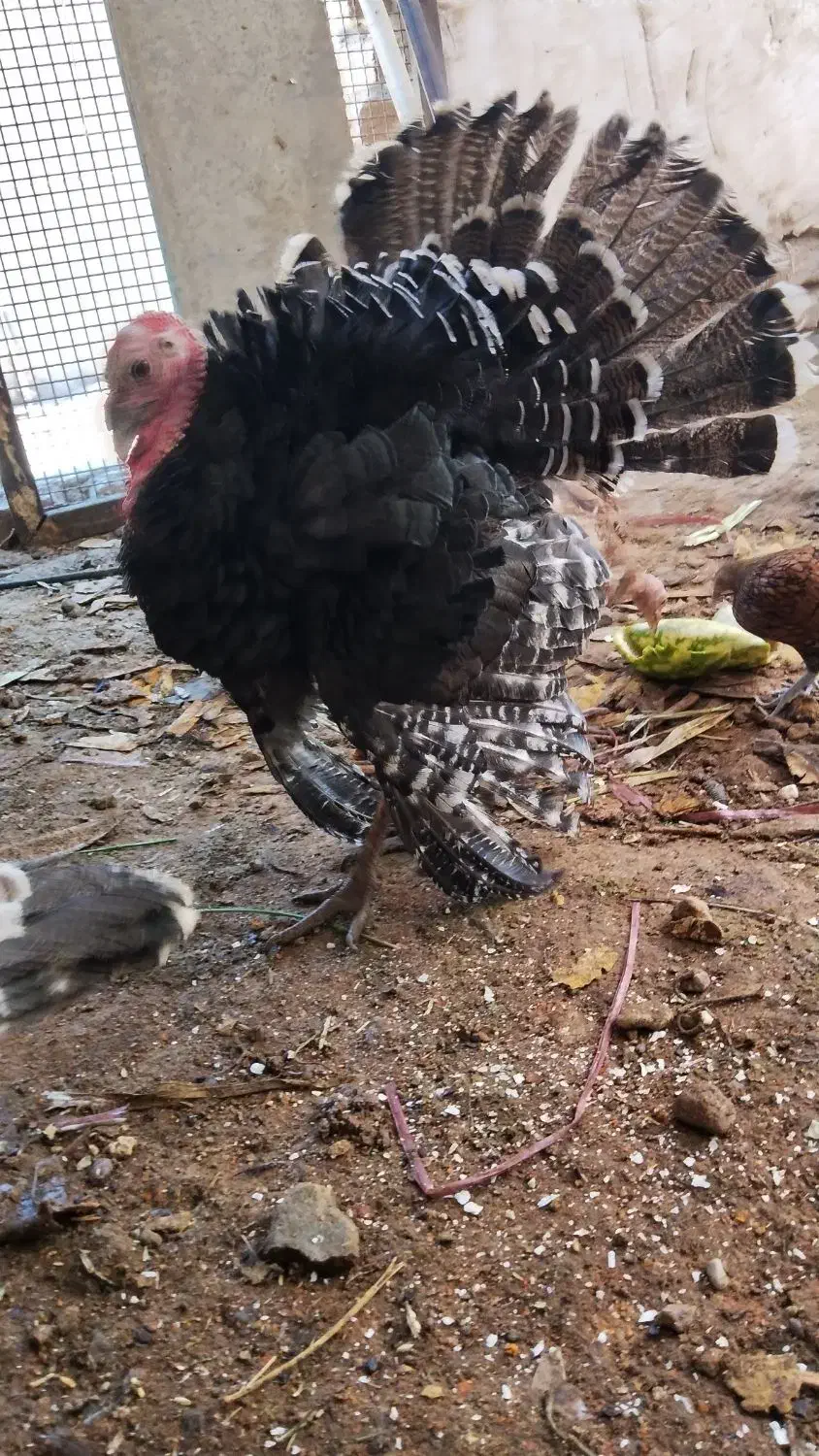 بوقلمون نر و ماده جوجه امسال|حیوانات مزرعه|بوئین زهرا, |دیوار