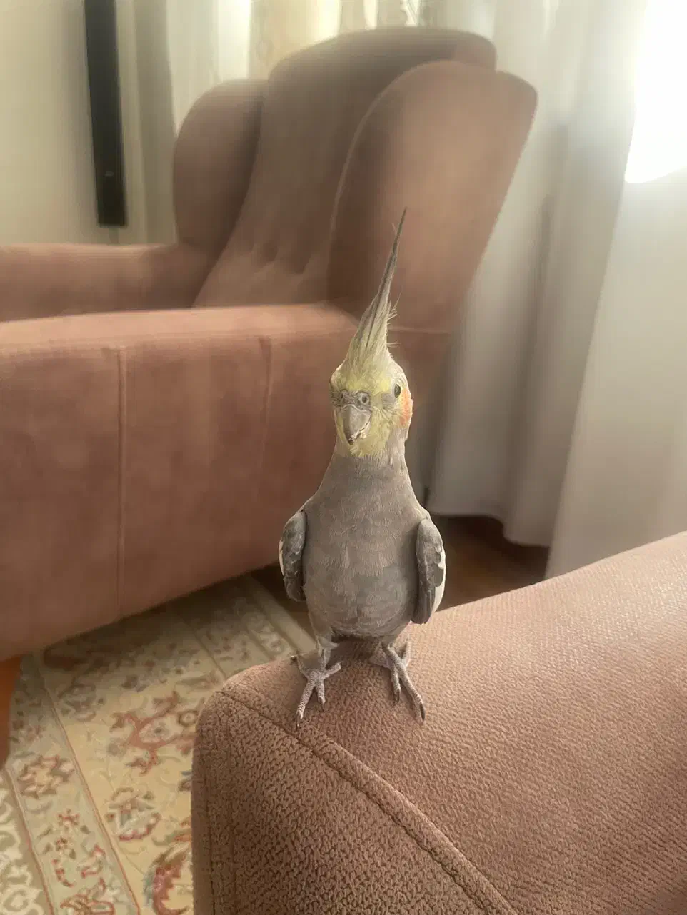 عروس هلندی نر|پرنده|اصفهان, جلالیه|دیوار