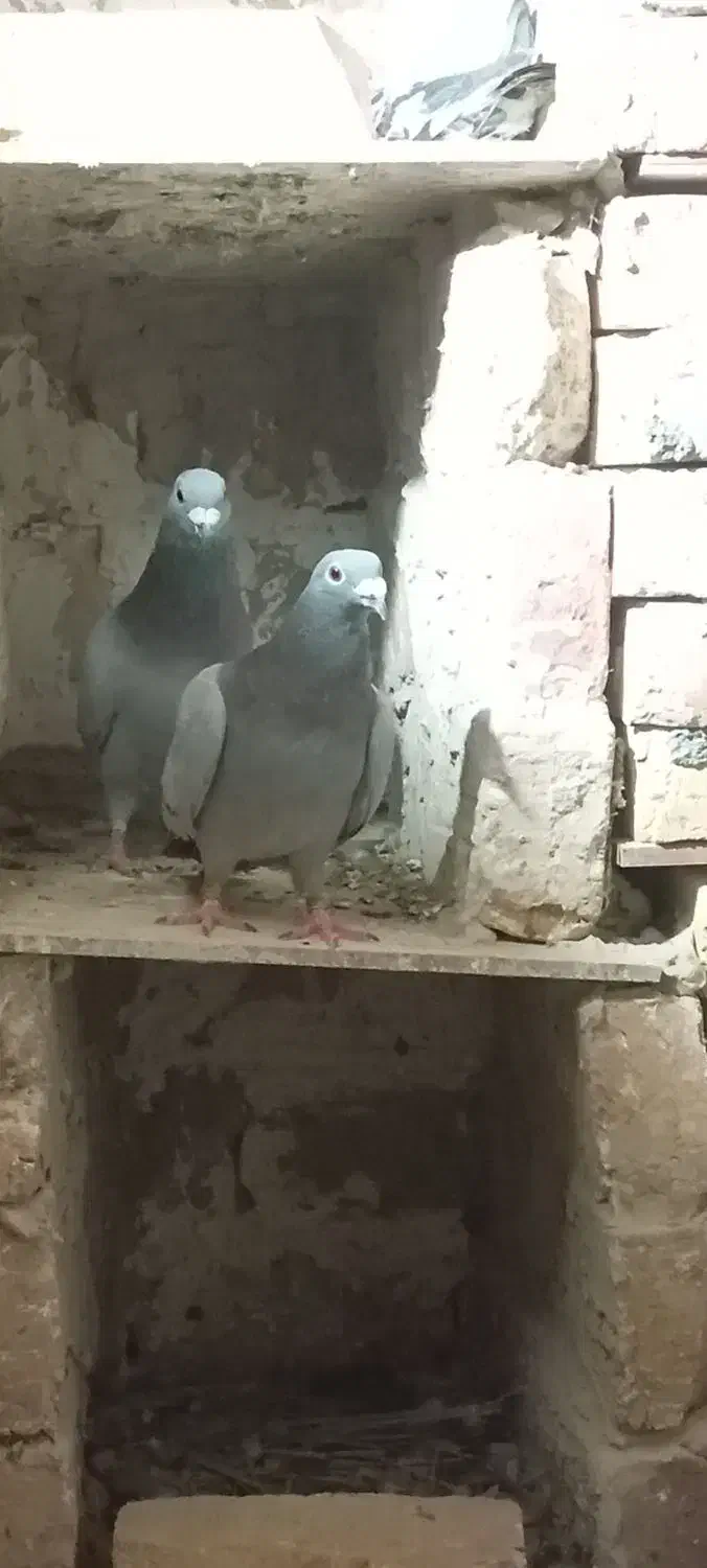 کبوتر فروشی|پرنده|سراوان, |دیوار