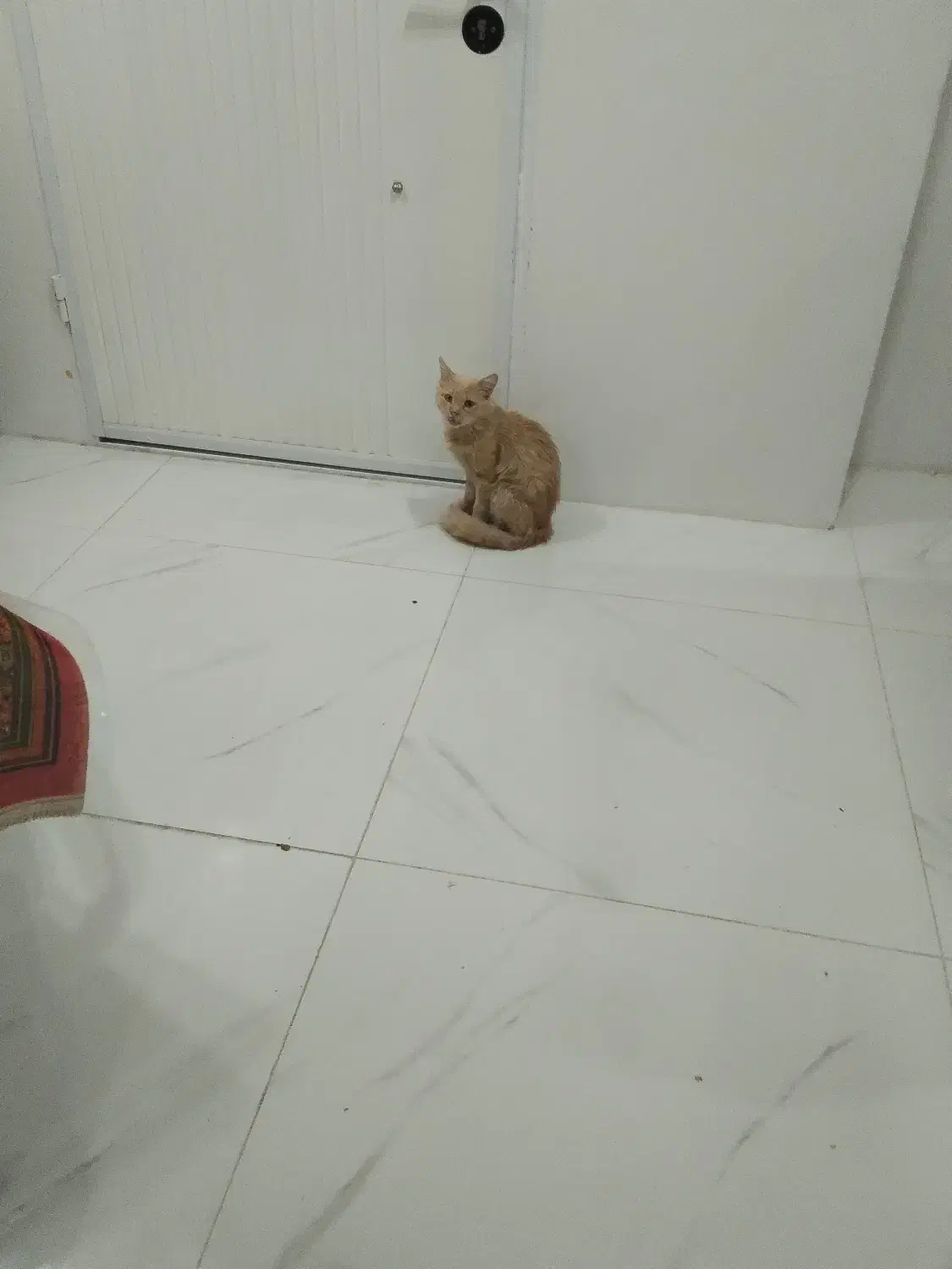 دوتا گربه|گربه|گنبد کاووس, |دیوار