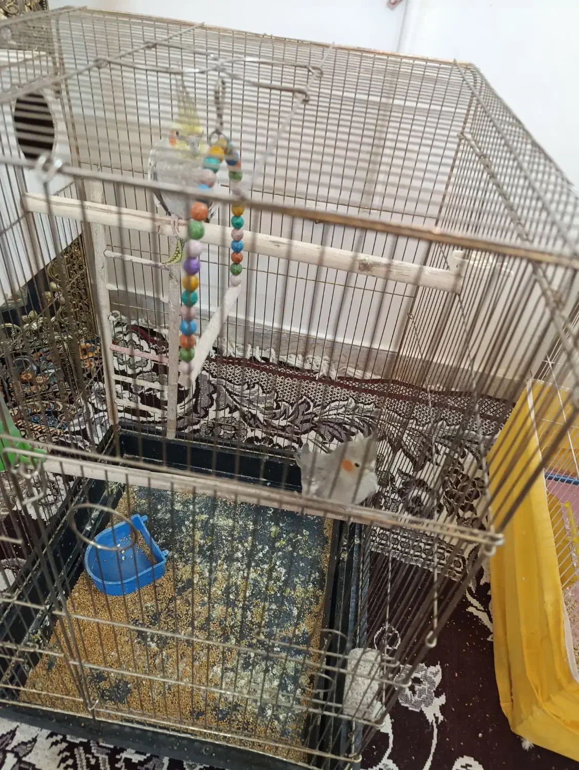 پرنده|پرنده|رضویه, |دیوار