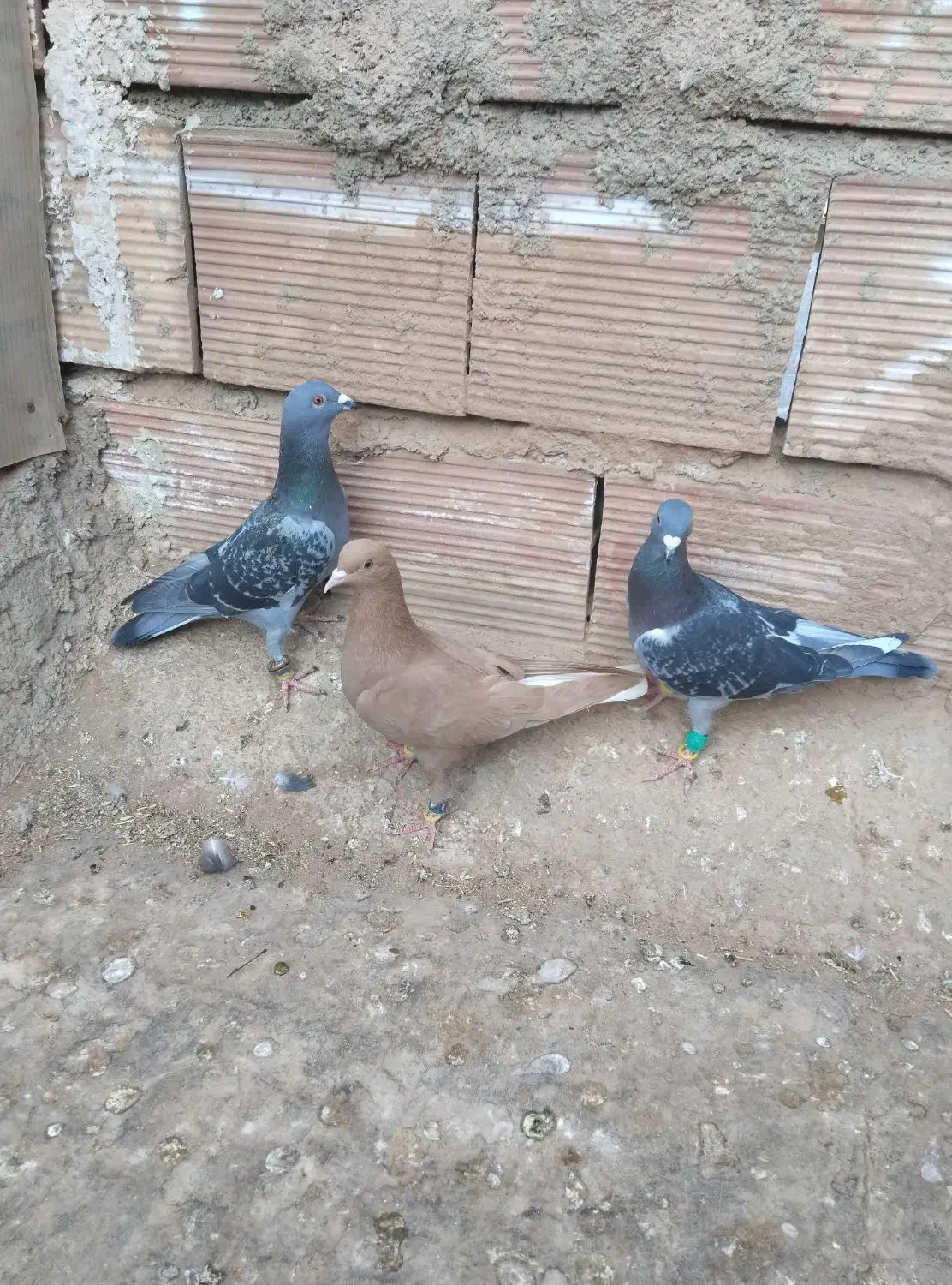 7تا پرشی|پرنده|نیشابور, فضل|دیوار