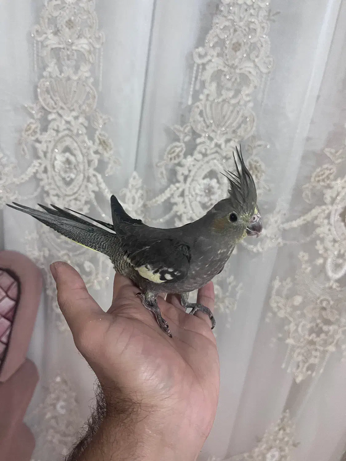 عروس هلندی|پرنده|اردبیل, |دیوار