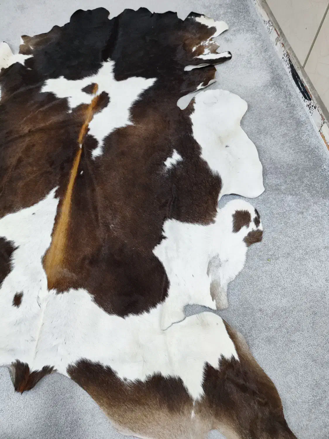 پوستر طبیعی|فرش|اهواز, گلستان|دیوار