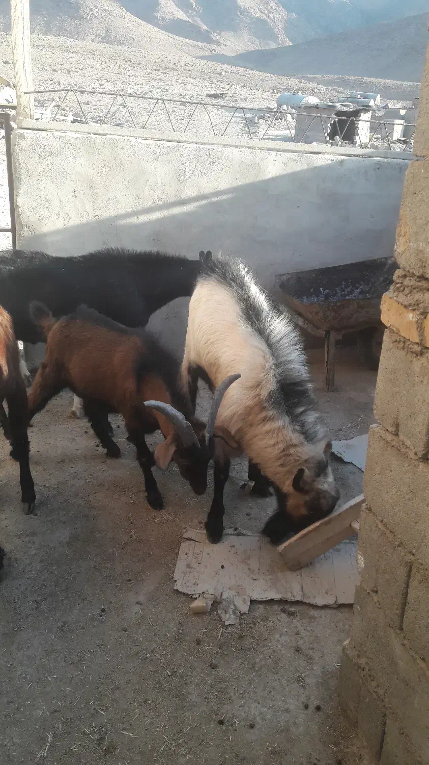 بز و کره نر|حیوانات مزرعه|تفت, |دیوار