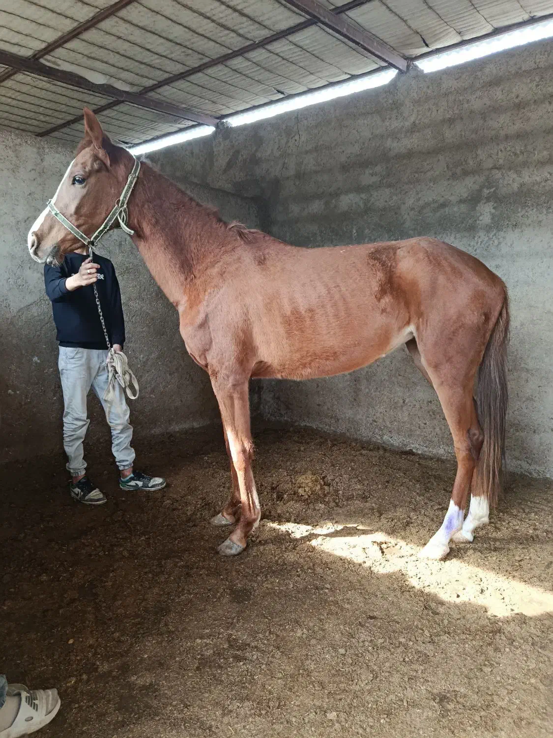 فروش  اسب|اسب و تجهیزات اسب‌سواری|گنبد کاووس, |دیوار