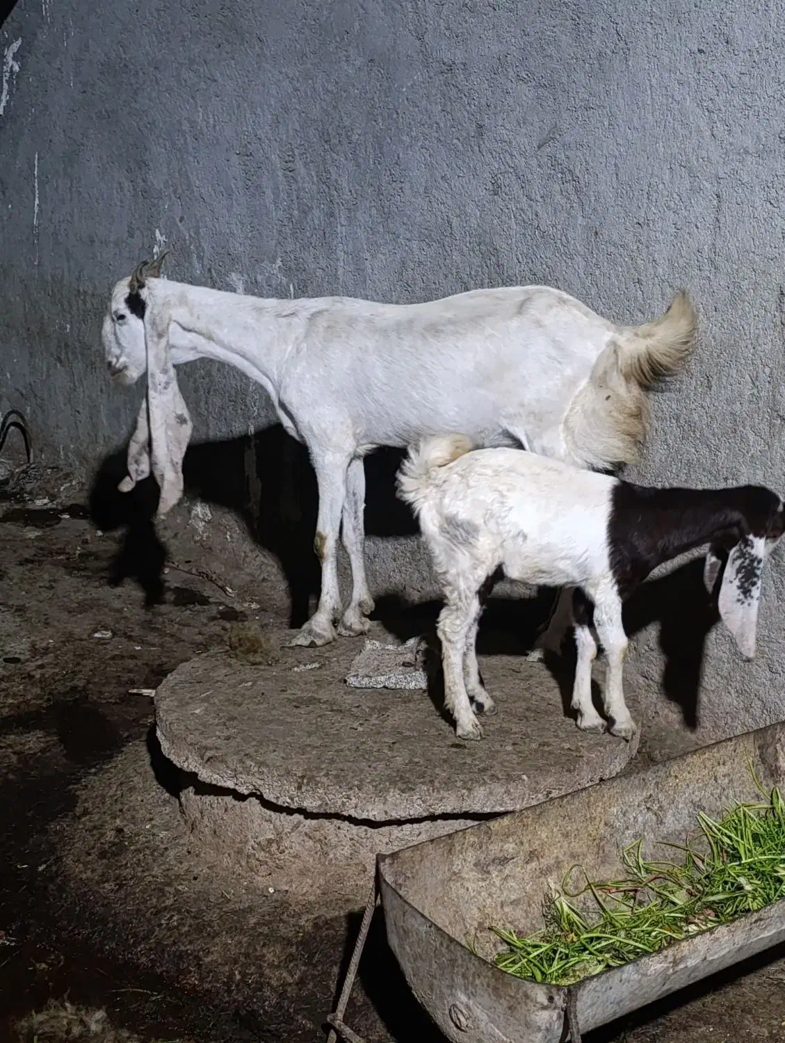 بز گلابی|حیوانات مزرعه|چغادک, |دیوار