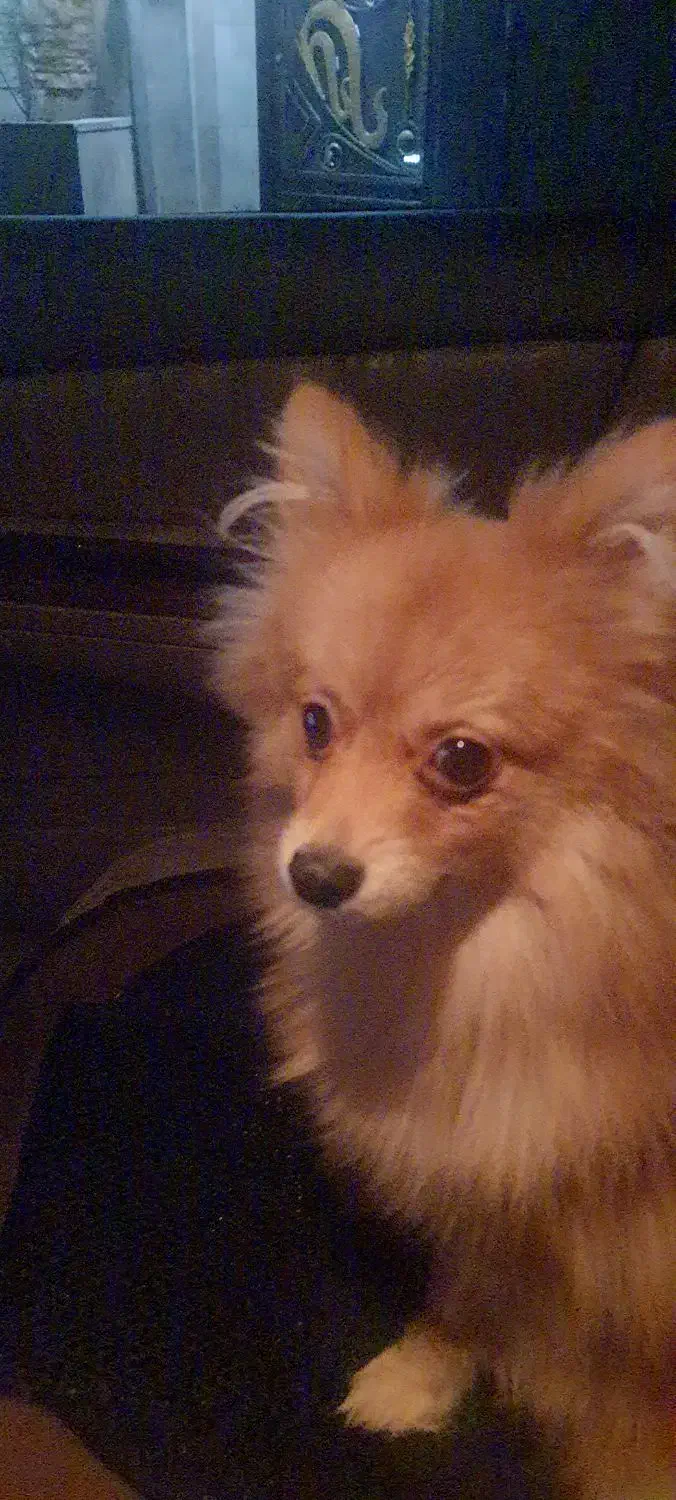 اموزش سگهای خانگی در پردیس|خدمات آموزشی|پردیس, فاز ۲|دیوار