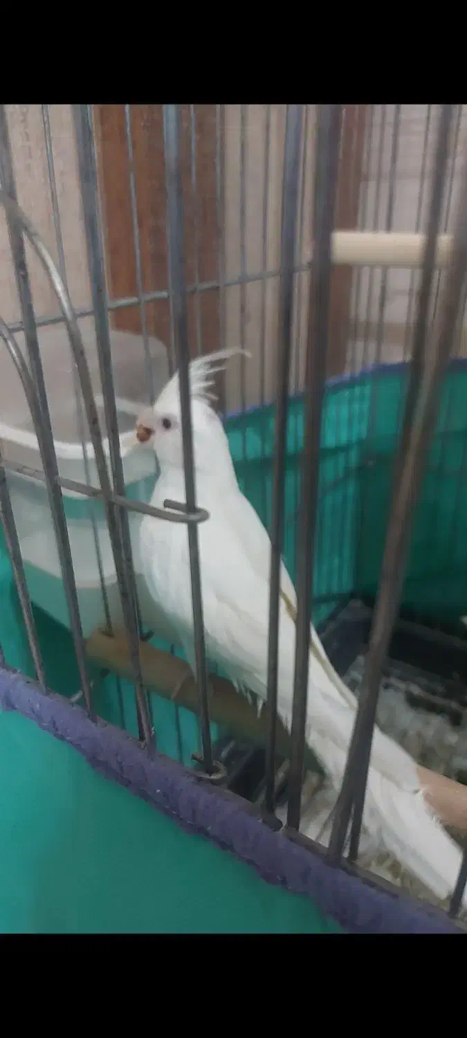 عروس هلندی|پرنده|قم, نیروگاه|دیوار