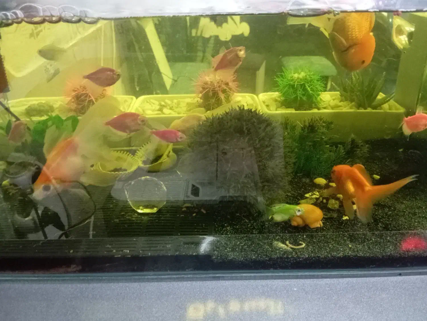 آکواریوم شیشه خم با ماهی و وسایل|ماهی|میاندوآب, |دیوار