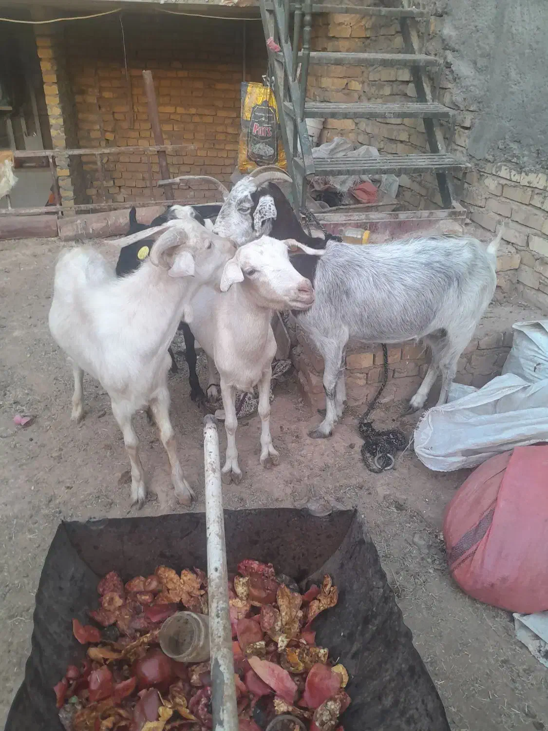 بز آبستن و چپیش|حیوانات مزرعه|زارچ, |دیوار