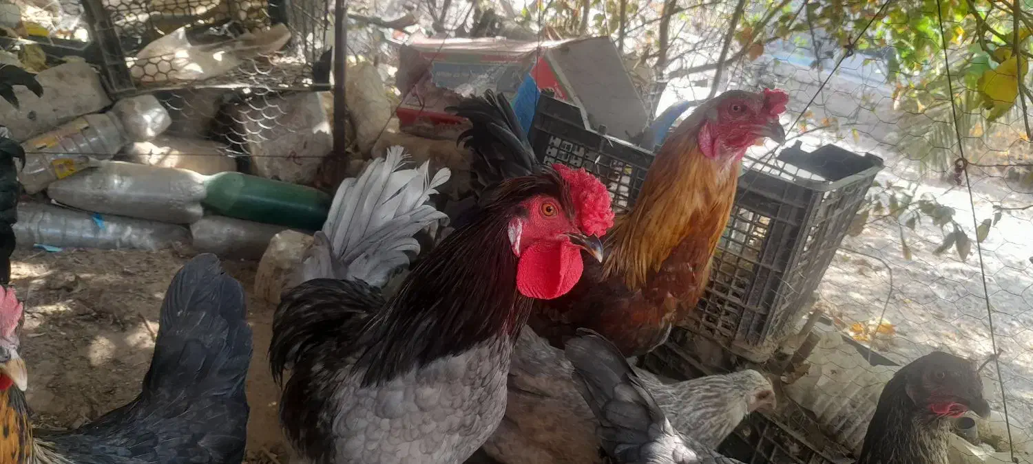 مرغ و خروس|حیوانات مزرعه|جیرفت, |دیوار