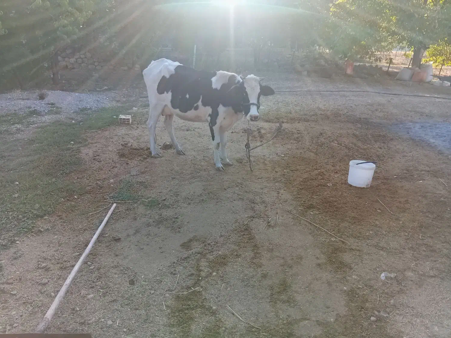 شنگل هلشتاین|حیوانات مزرعه|بازفت, |دیوار