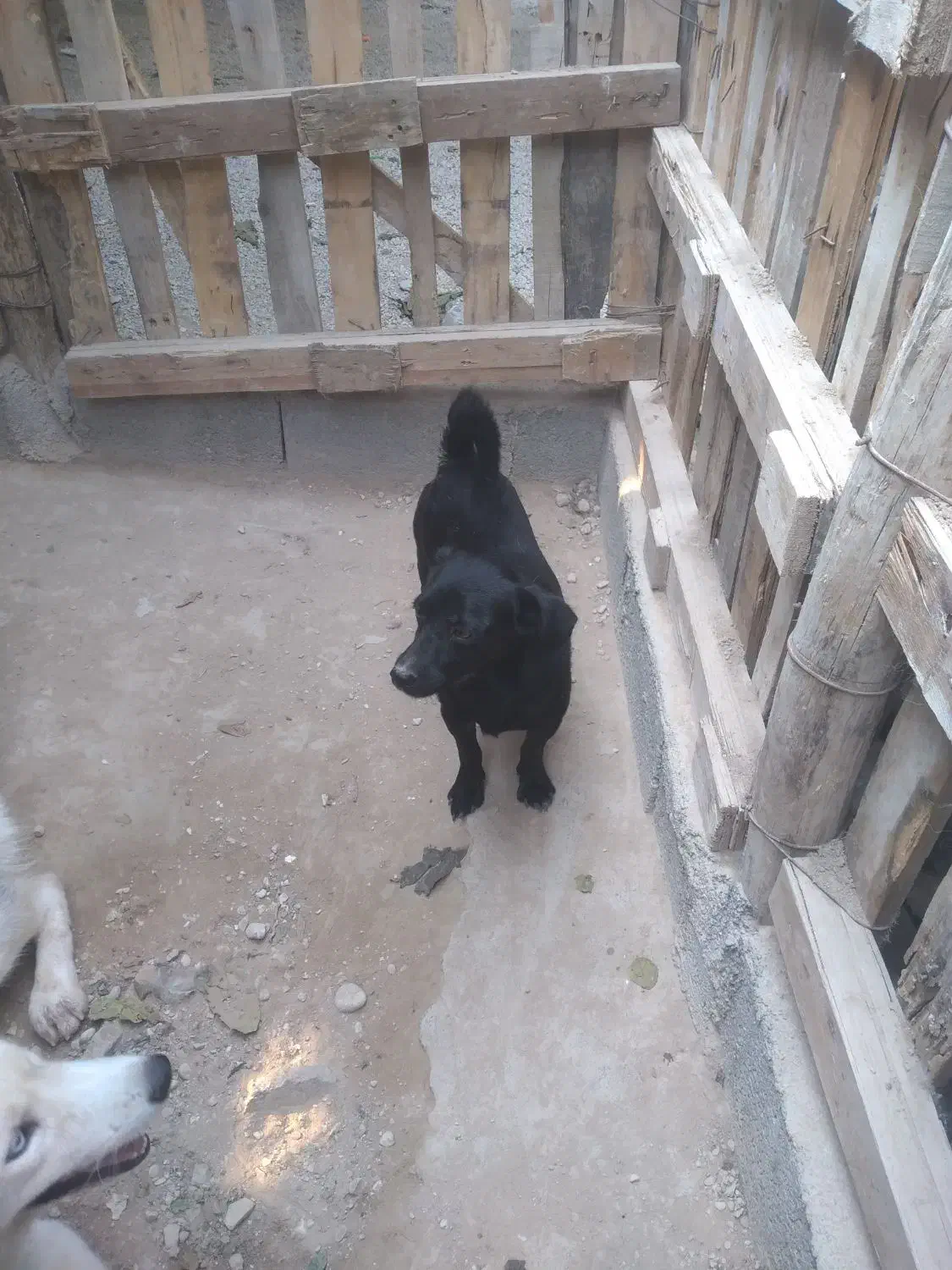 سگ خوب برای فروش|سگ|بندر کنگان, |دیوار