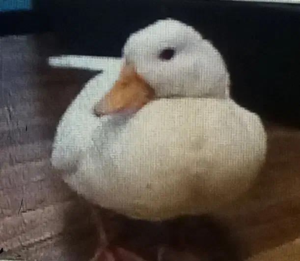 فروش یک عدد اردک سفید زیبا ودستی|پرنده|اصفهان, زهران|دیوار