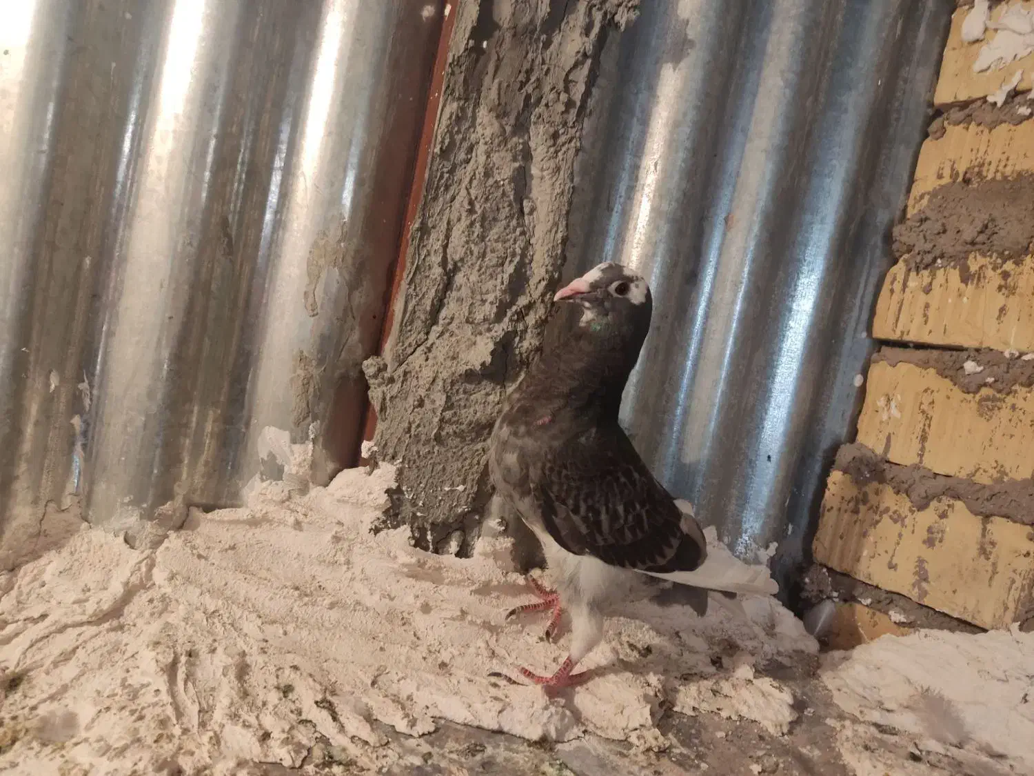 با سلام کبوتر قره کوهی به فروش میرسد|پرنده|فسا, |دیوار