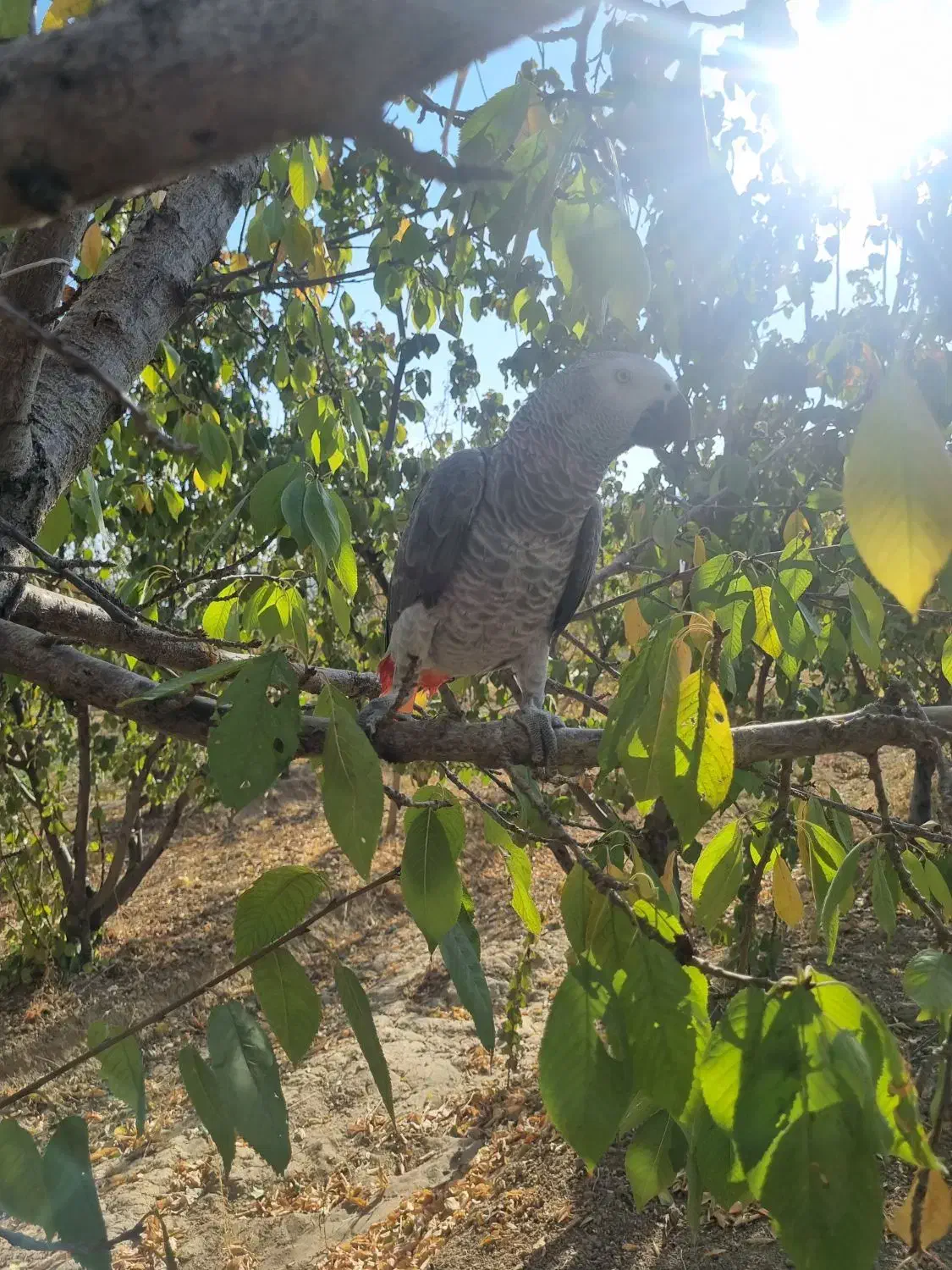 کاسکوی رام و اهلی|پرنده|گلپایگان, |دیوار