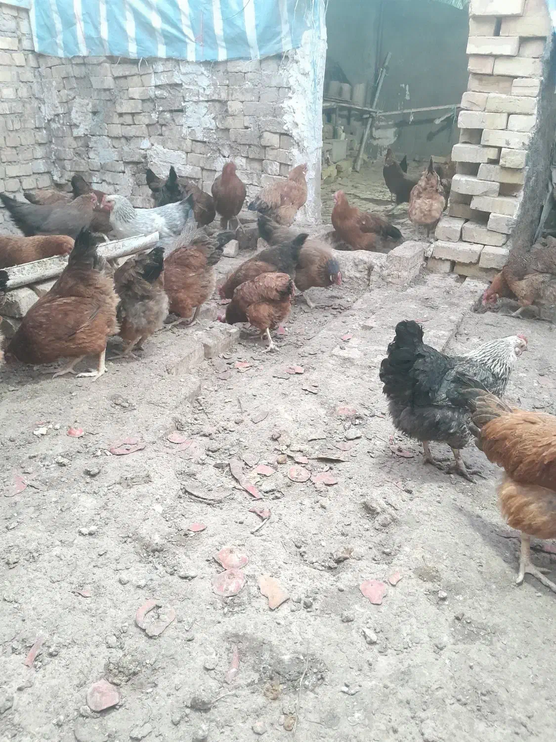 فروش مرغ تخمگذار جوان|حیوانات مزرعه|تربتحیدریه, باغ سلطانی|دیوار