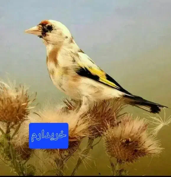 سهره|پرنده|هیر, |دیوار