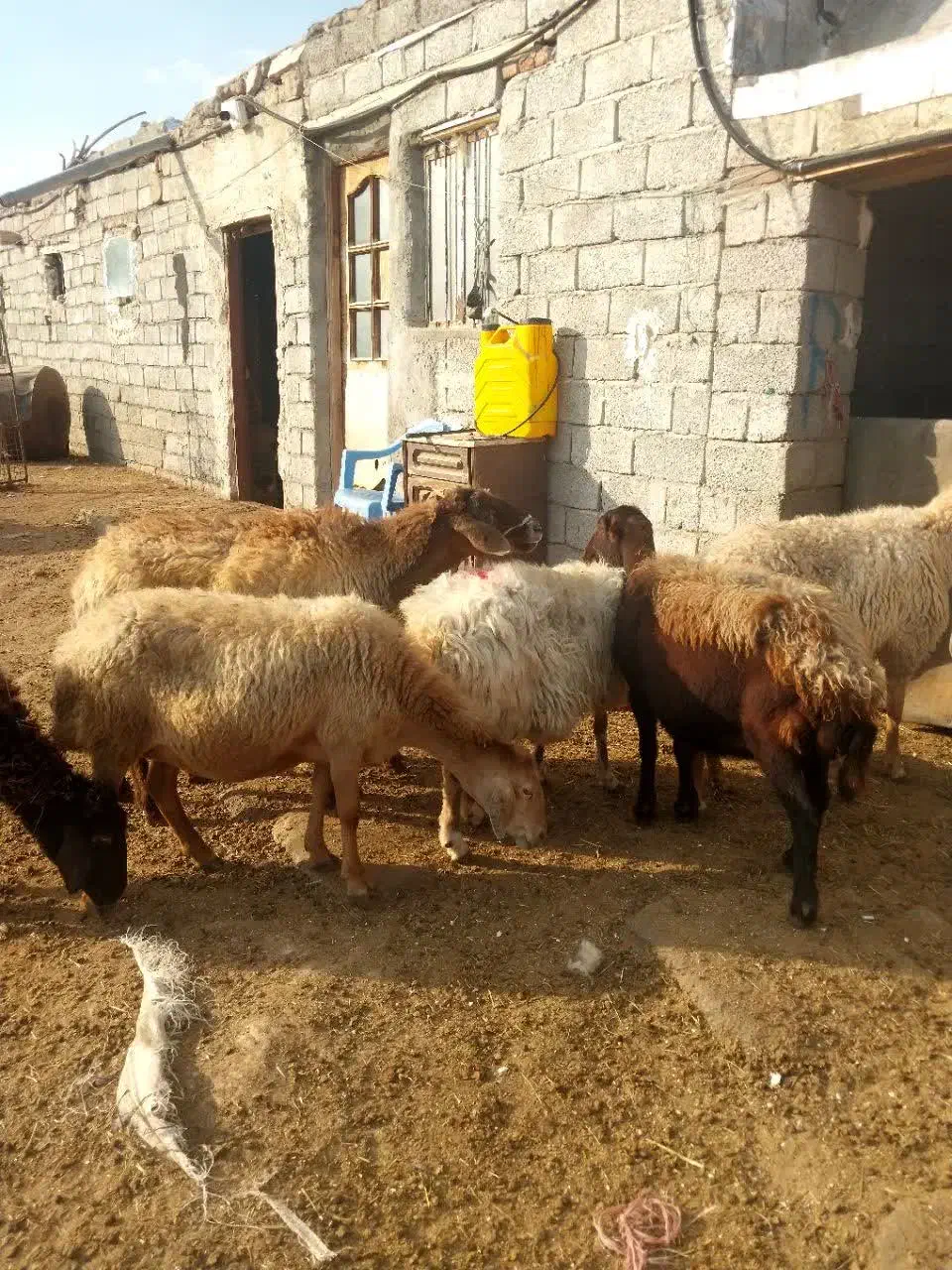 هفت عدد گوسفند|حیوانات مزرعه|اردبیل, |دیوار