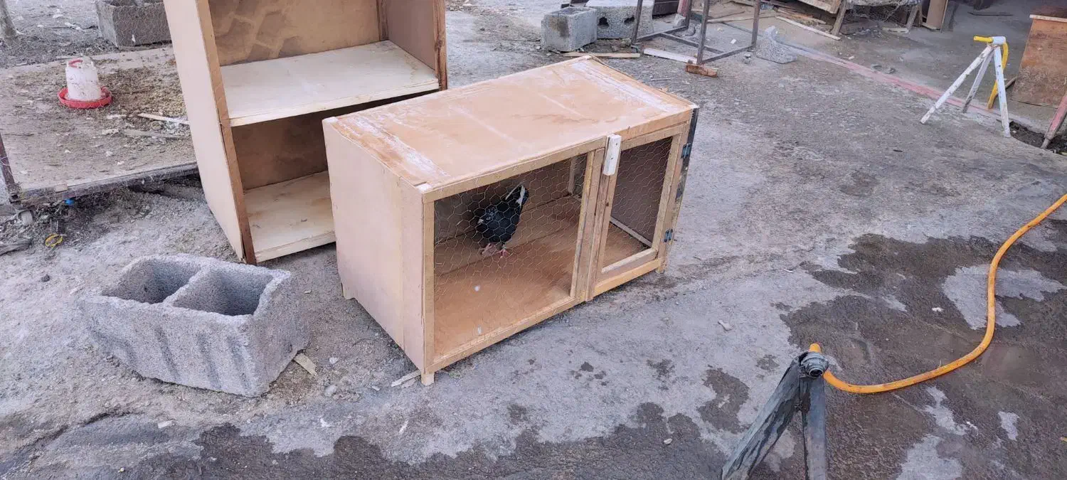 پرنده و جفت کن|پرنده|ساوه, |دیوار