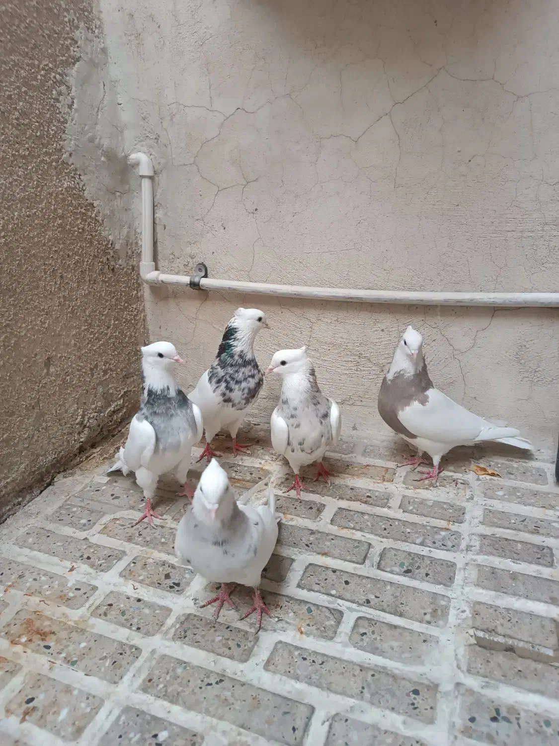 طوقی عتیقه عشق باز|پرنده|ایلام, |دیوار