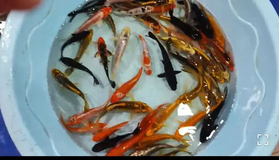 انواع ماهی کوی همه رنگ همه نژاد|ماهی|آمل, |دیوار