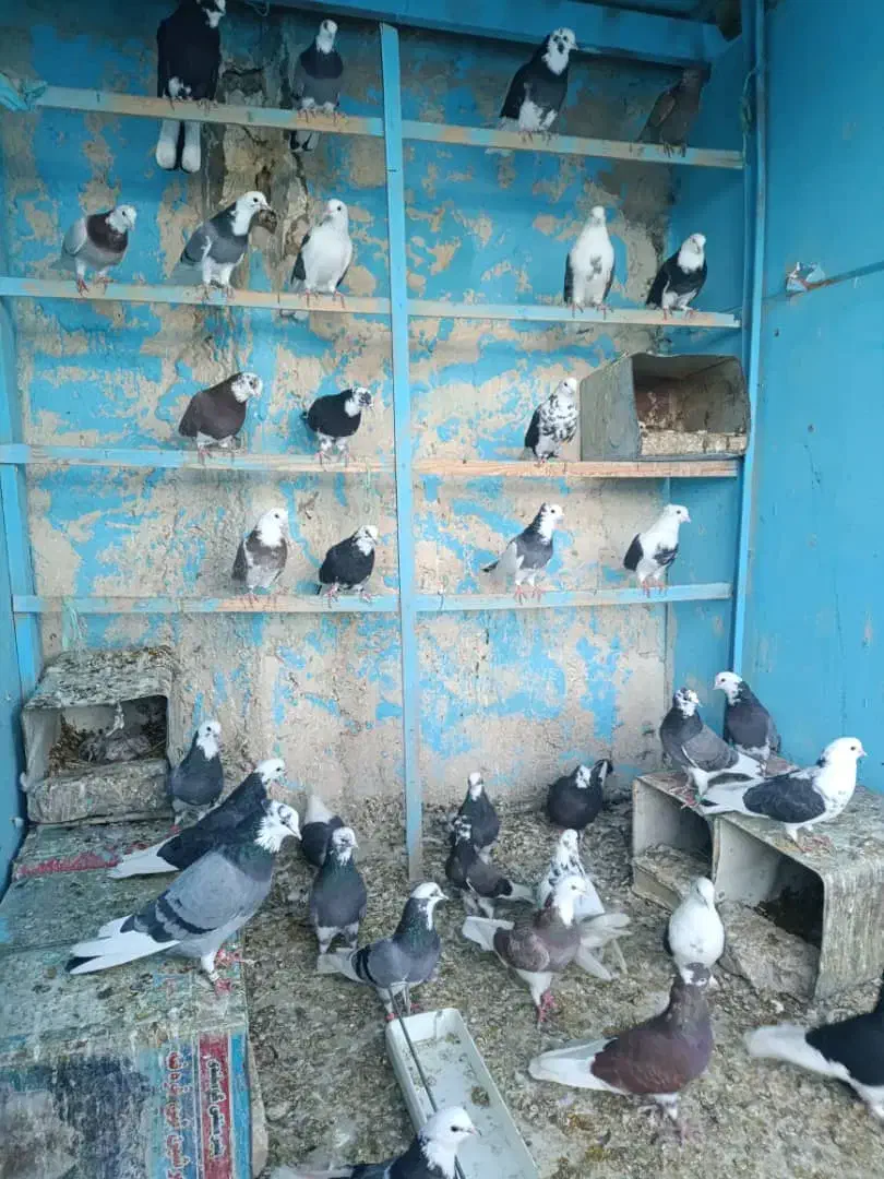 55عدد کفتر یکجا بفروش میرسد|پرنده|پیر بکران, |دیوار