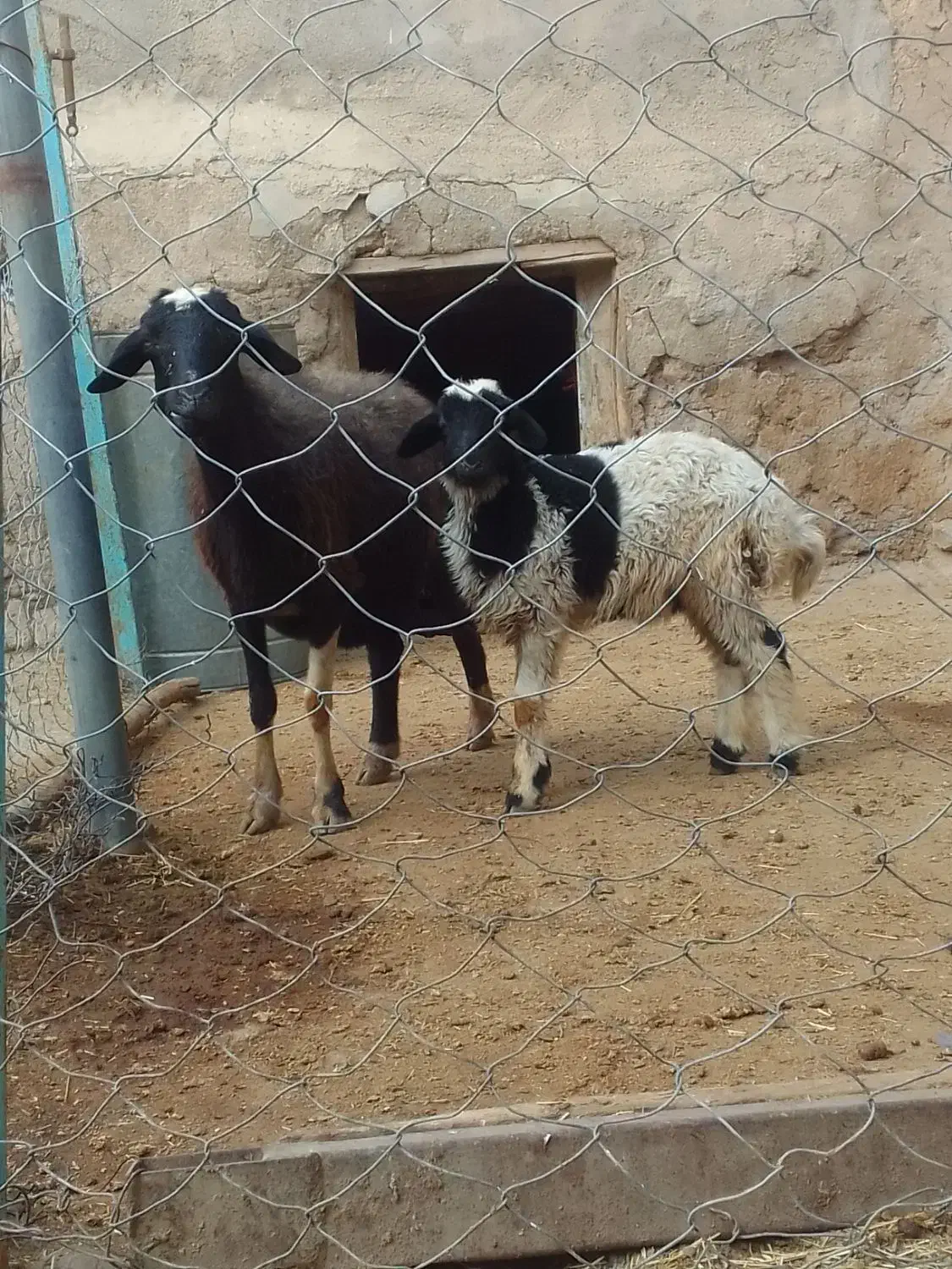 میش و بره جوان و خشگل|حیوانات مزرعه|ملایر, |دیوار