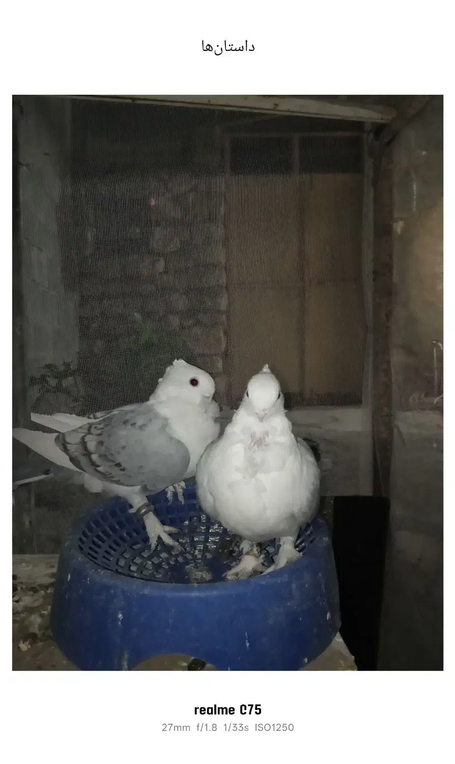 یاورهمیشه مومن|پرنده|ایذه, |دیوار