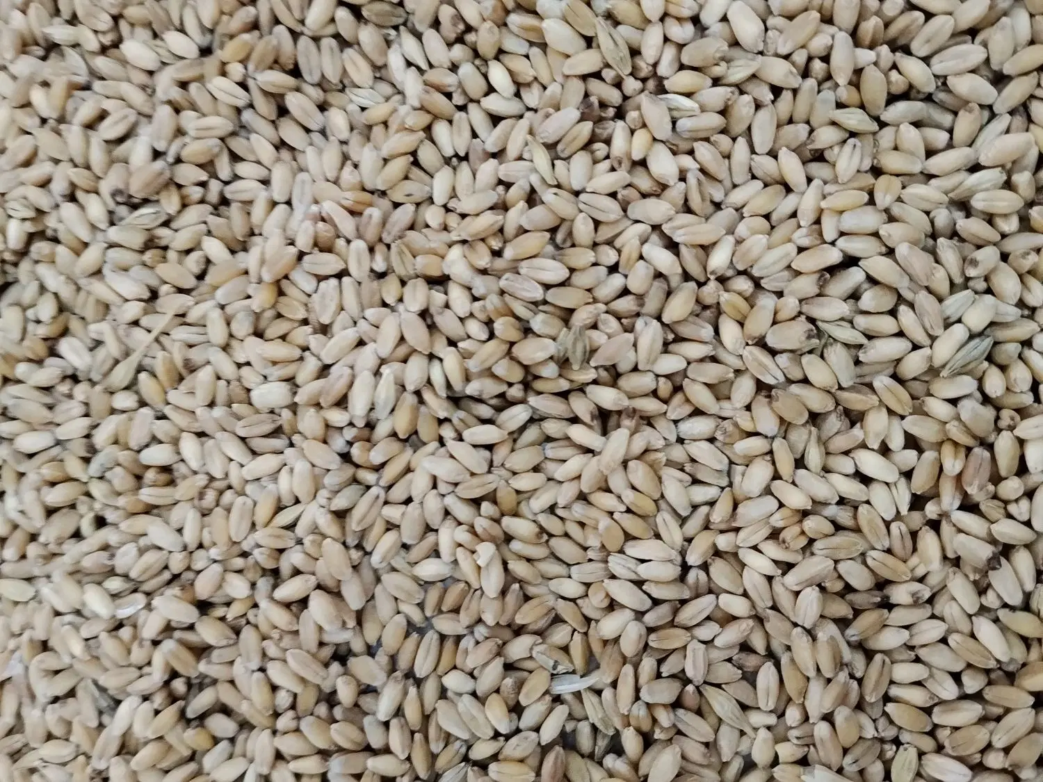 گندم|خوردنی و آشامیدنی|سوسنگرد, |دیوار