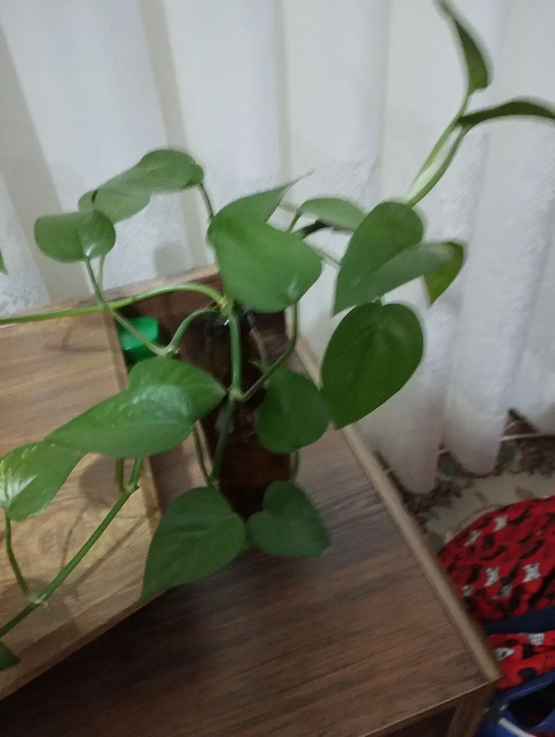 یونجه|لوازم جانبی حیوانات|قوچان, |دیوار