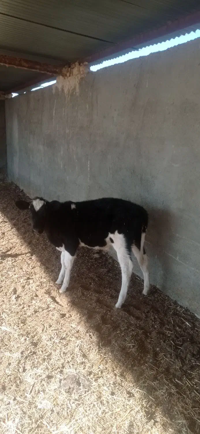 گاو شکم سه با گوساله ماده|حیوانات مزرعه|کاشمر, |دیوار