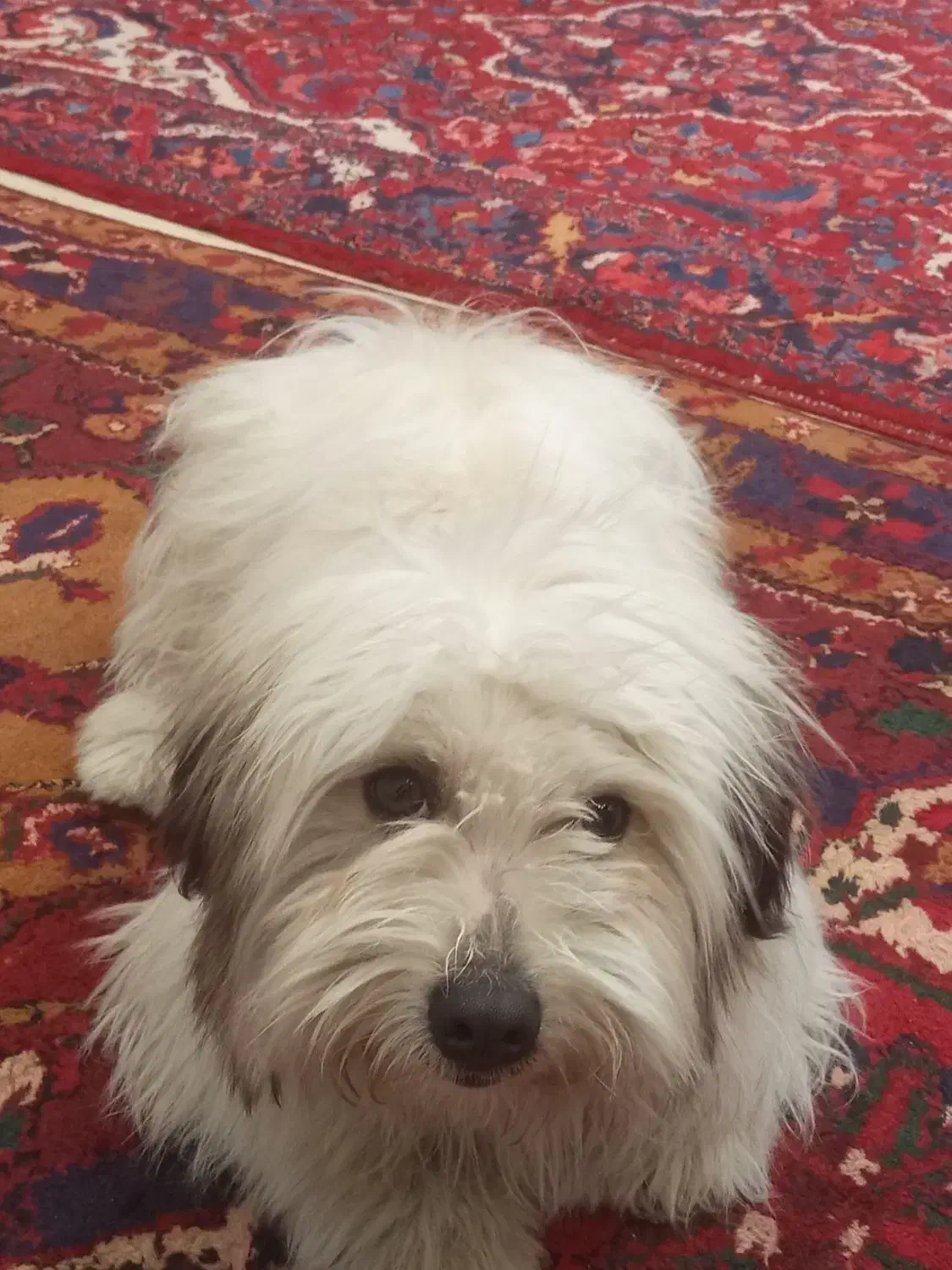 سگ شیتزو 10ماهه|سگ|تبریز, |دیوار