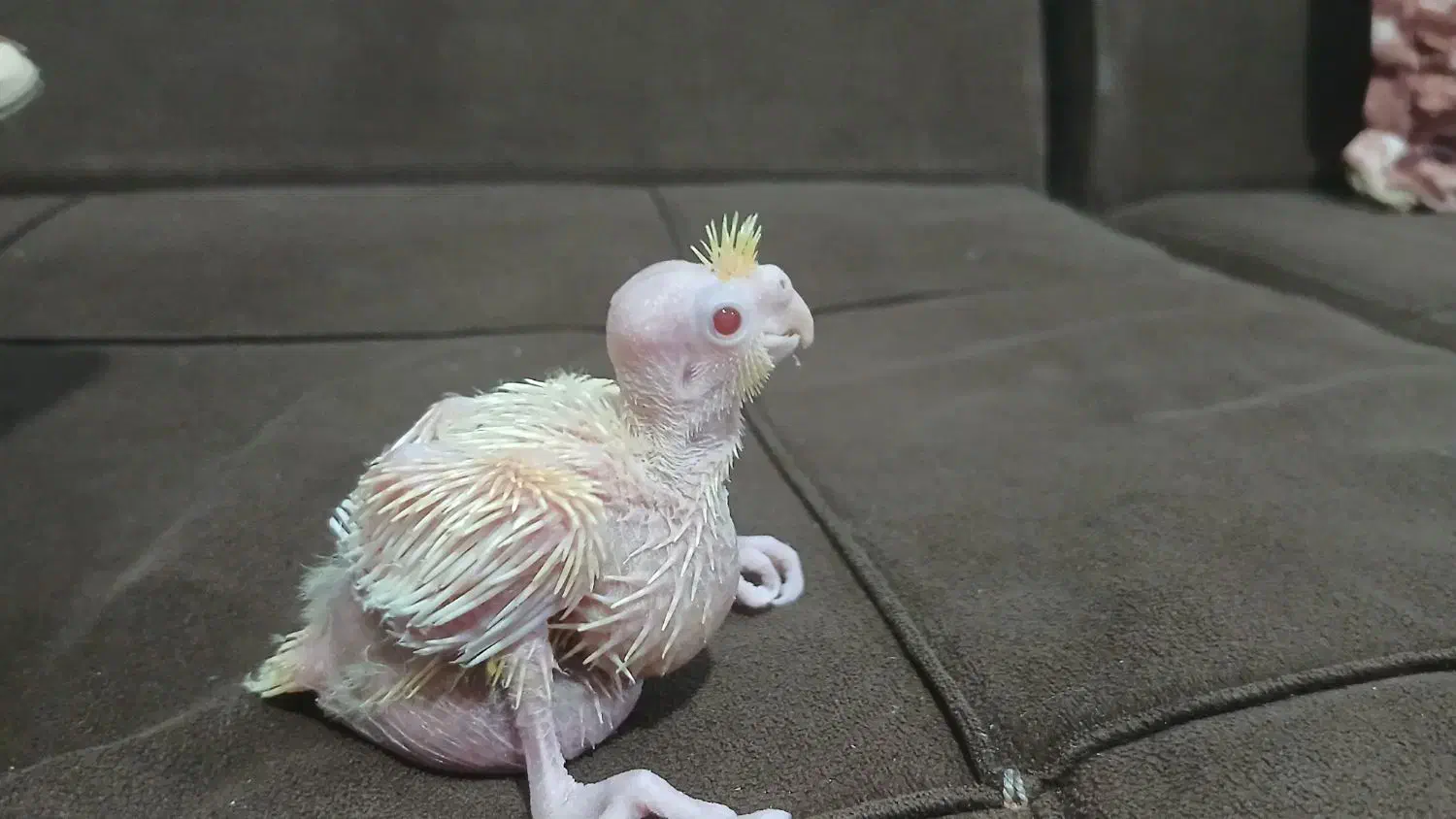 عروس هلندی|پرنده|فردیس, شهرک ۱۱۰|دیوار