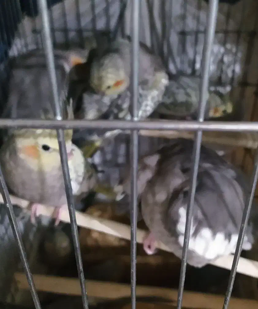 عروس هلندی|پرنده|پرند, فاز ۳|دیوار