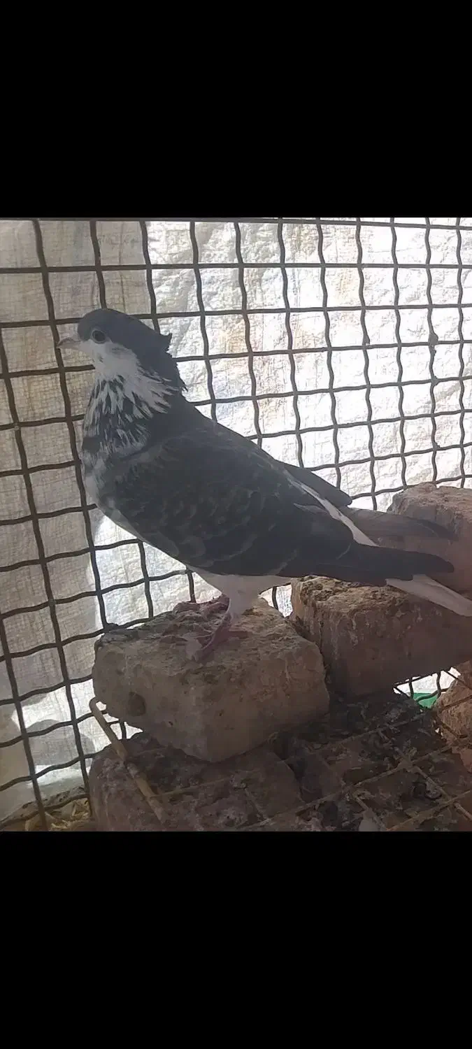 ریش|پرنده|درمیان, |دیوار