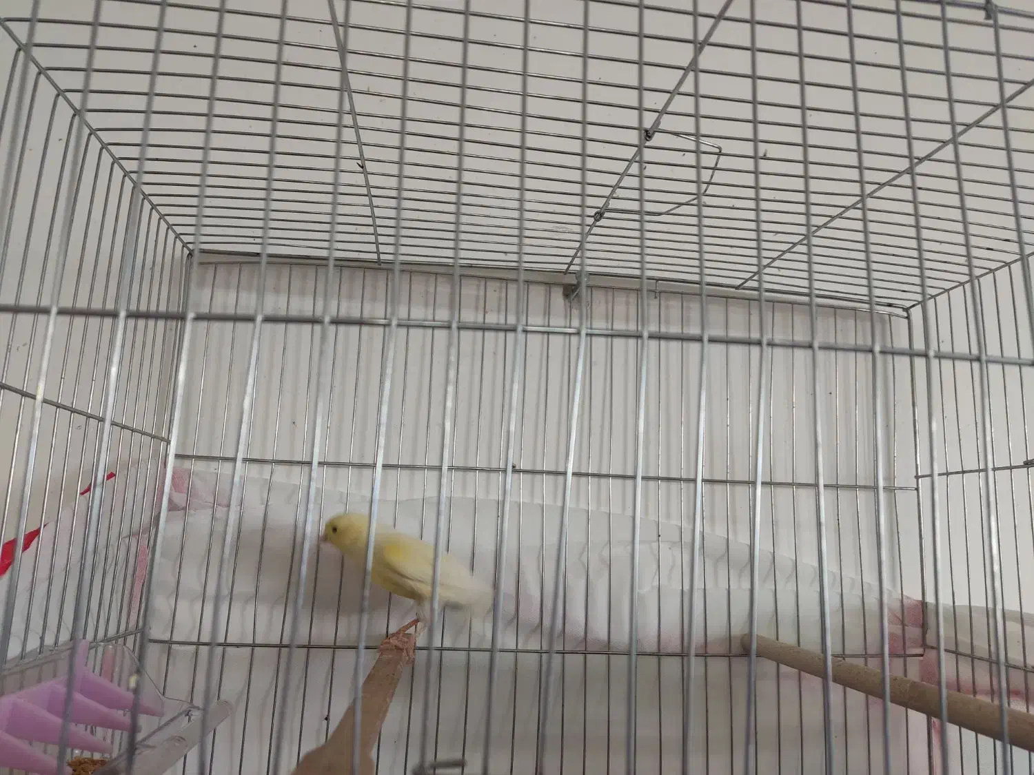 ماده قناری|لوازم جانبی حیوانات|سیرجان, |دیوار