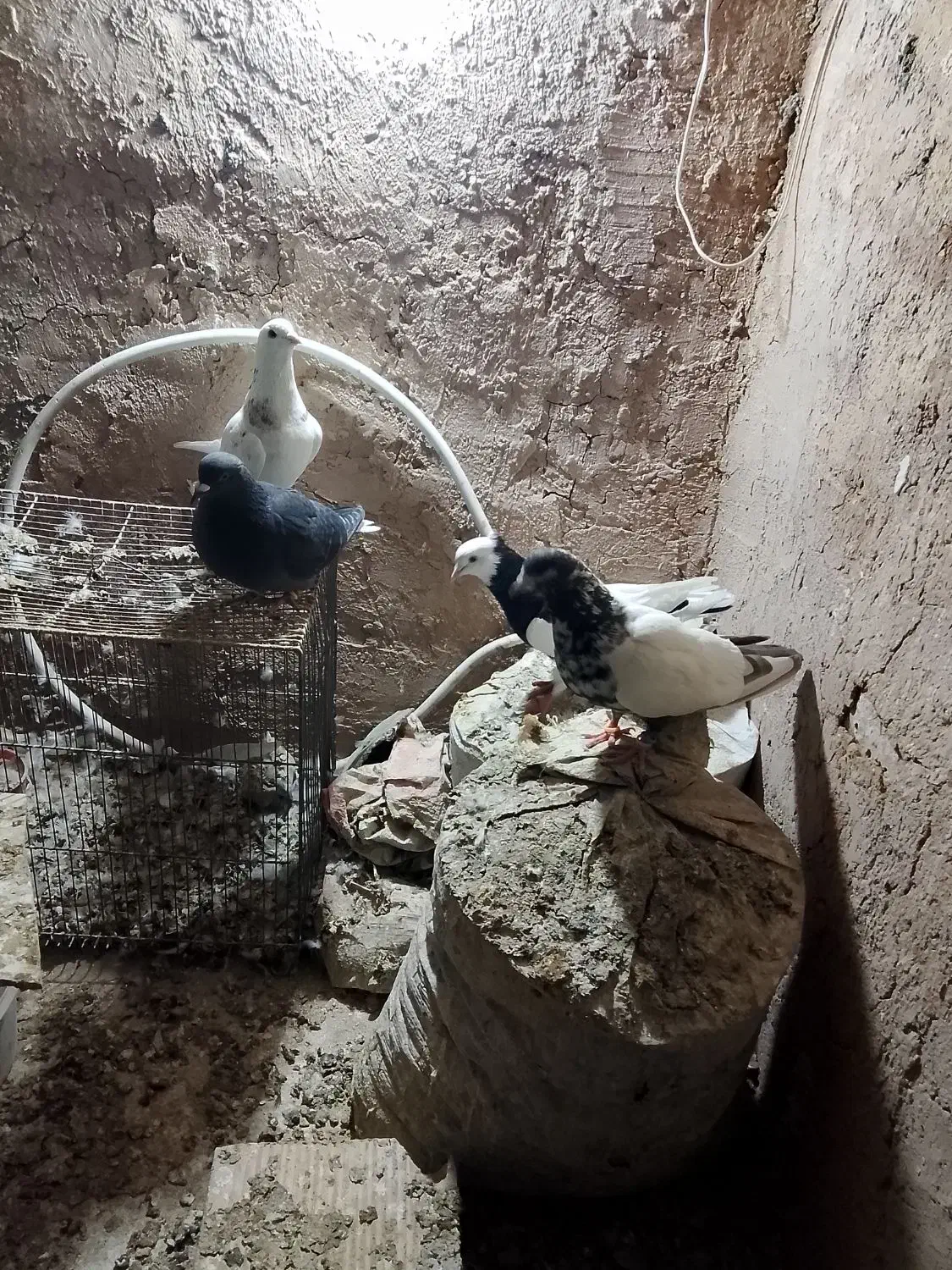 کبوتر|پرنده|نیشابور, فضل|دیوار