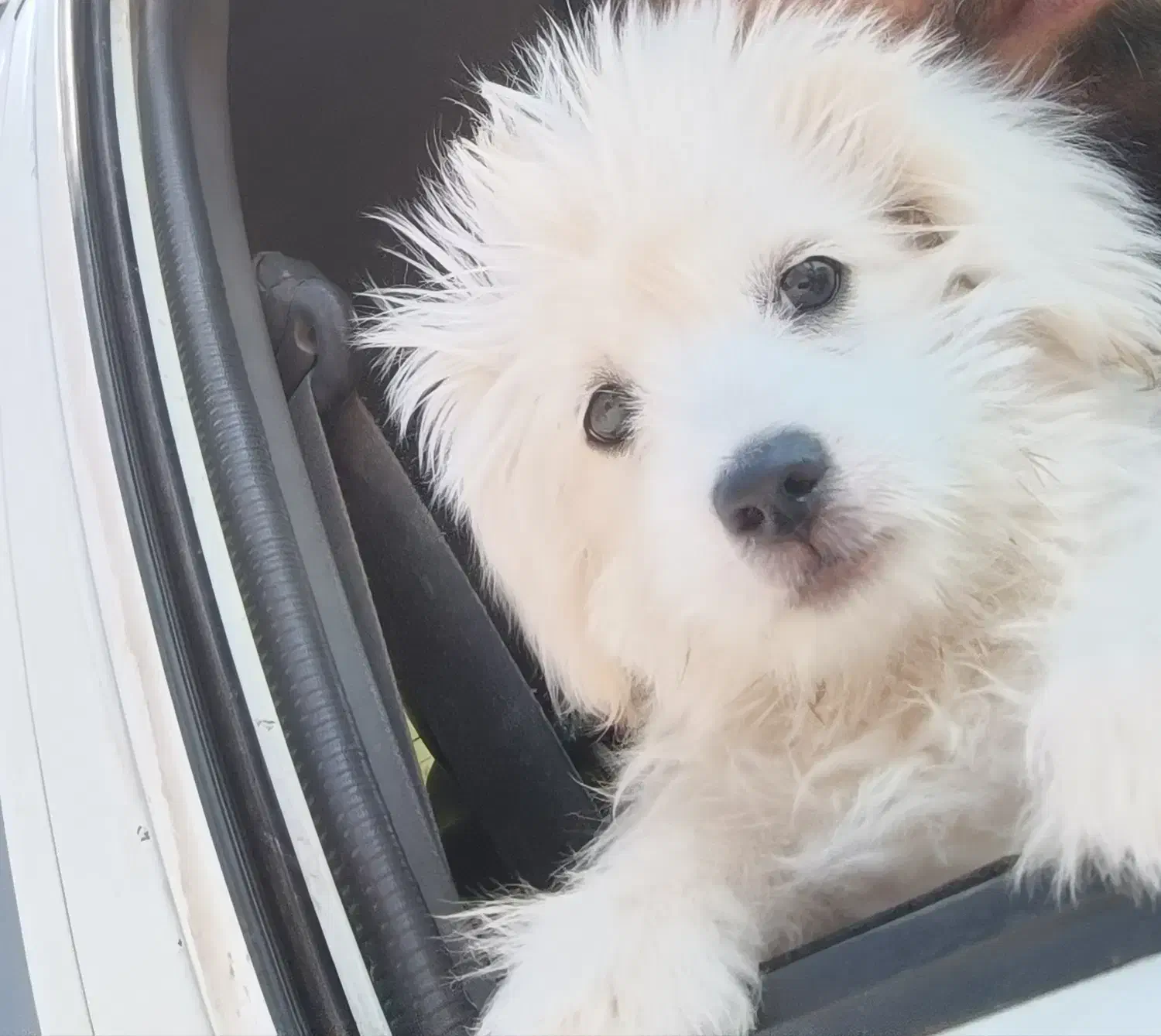 سگ پاکوتاه|سگ|سیرجان, |دیوار