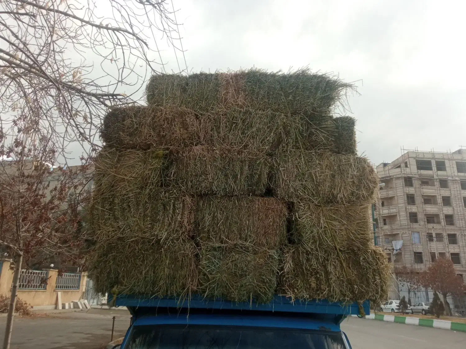 یونجه خالص|خدمات باغبانی و درختکاری|تکاب, |دیوار